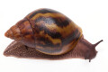 Achatina achatina (GB) semiadult, 8cm